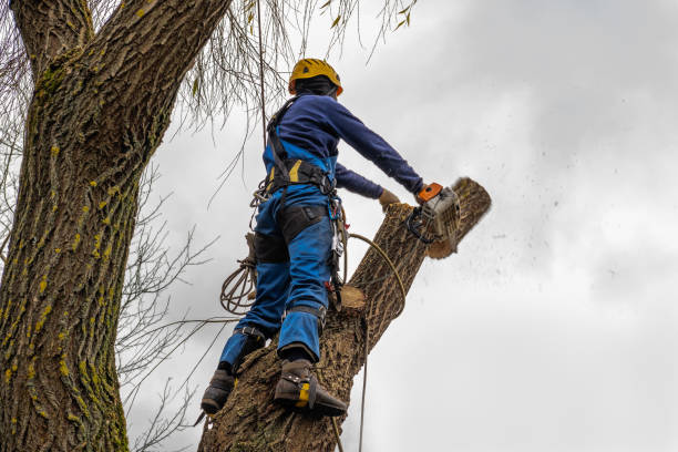 How Our Tree Care Process Works  in  Fredonia, AZ